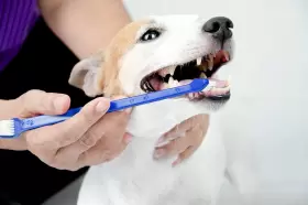 DUK-3298 DUKES PET PRODUCTS Dog Toothbrush Set Pack