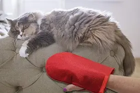 632726084493 EVERCARE Pet Hair Remover Glove Up Mitt Pack #3