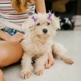 720310947023 FZBNSRKO Dog Hair Bows Pet Bowknot Groomi #2