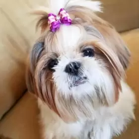 720310947047 FZBNSRKO Dog Cats Double Bow Hair Bowknot Acces #2