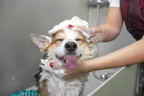 16006 GROOMER ESSENTIALS Comb Dogs Cats Flea Removal #3