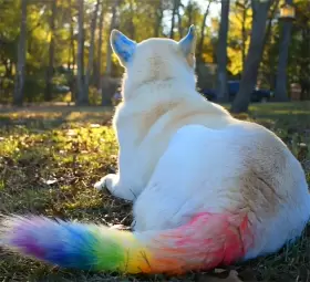 065006862101 JIM GLORIA Dog Hair Dye Markers Pet Safe Fur Ani #2