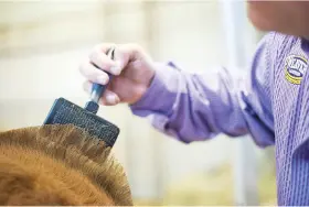 69-6011 Livestock Cleaning Slicker Brush #2