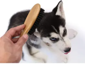 822021840447 PATINA Dog Cat Brush Shedding Natural Boar Pet #2