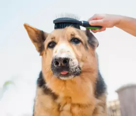 799559320539 PET MAGASIN Brushes Pack Double Brush Unde #3