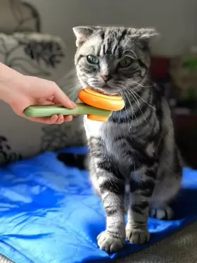 734814427080 QCXMM Cat Brush Cleaning Slicker Haired Dogs #3