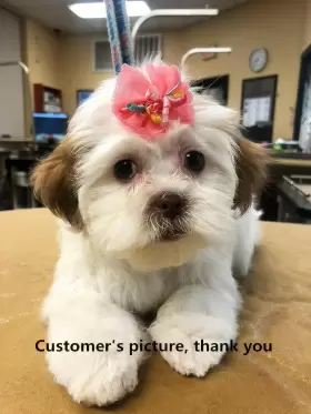 313101023060 SUFERMOE Multicolored Dog Bows Hair Ties Pet Top #2