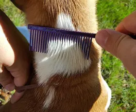 PF0672 TECLA COMPANY INC Anti Dog Cat Pet Comb Coarse Candy #3