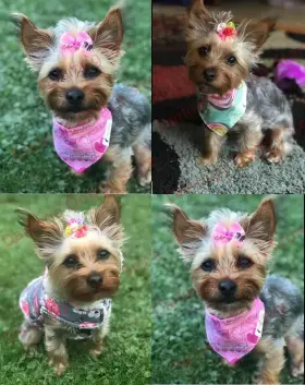 445013012085 TURBO-ROOFINDS Handmade Pet Dog Hair Bows Puppy #3