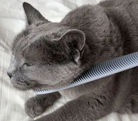 796520435223 WATAOKA Nekojasuri Cat Groomer Brush Patented #2