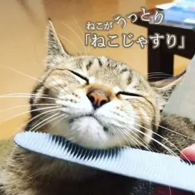 796520435223 WATAOKA Nekojasuri Cat Groomer Brush Patented #3