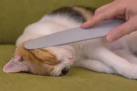 796520435223 WATAOKA Nekojasuri Cat Groomer Brush Patented