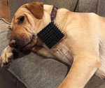 Pet Comb & Brush All In One. Your Will Love The Feel!. Fixed Price $8.00.