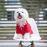 Basic Dog Polo Shirts Soft Cotton Pet Tees For All Sizes - Size: Xs-xl. Fixed Price $5.99.
